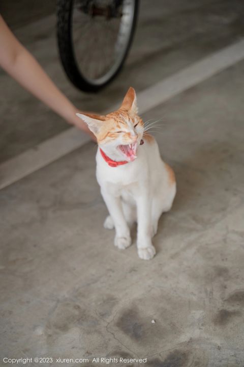 【XiuRen秀人網】20230525Vol6798艾希兒【62P】-XIUREN秀人网